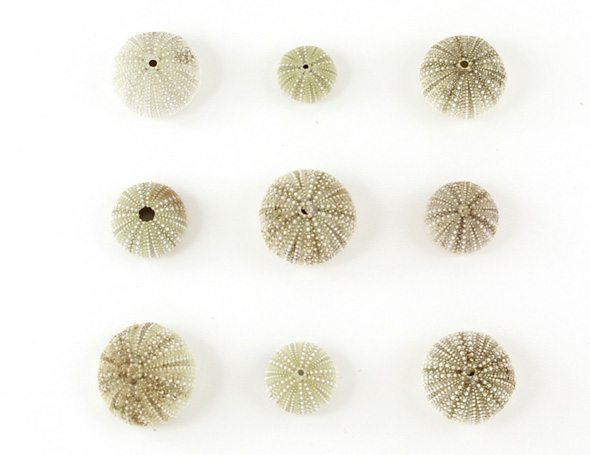 sea urchin collection
